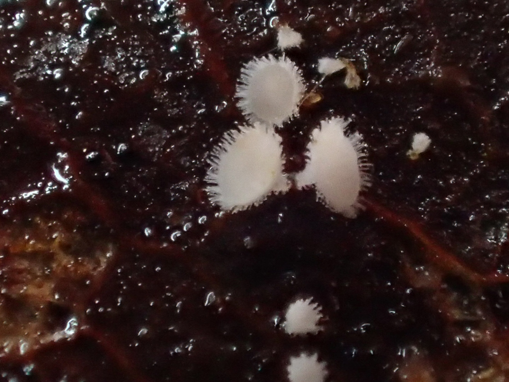 Photo © Sarah Ebdon Incrucibulum ciliare by Sarah Ebdon